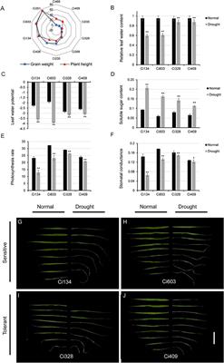 Response of Multiple Tissues to Drought Revealed by a Weighted Gene Co-Expression Network Analysis in Foxtail Millet [Setaria italica (L.) P. Beauv.]